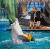 Дельфинарии, океанариумы в Красном-на-Волге